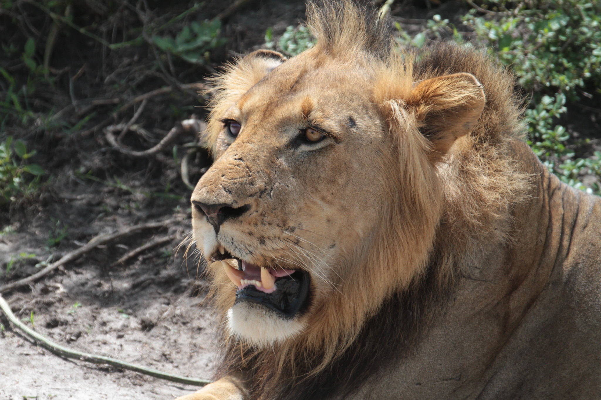 Wildlife in Akagera National Park Rwanda