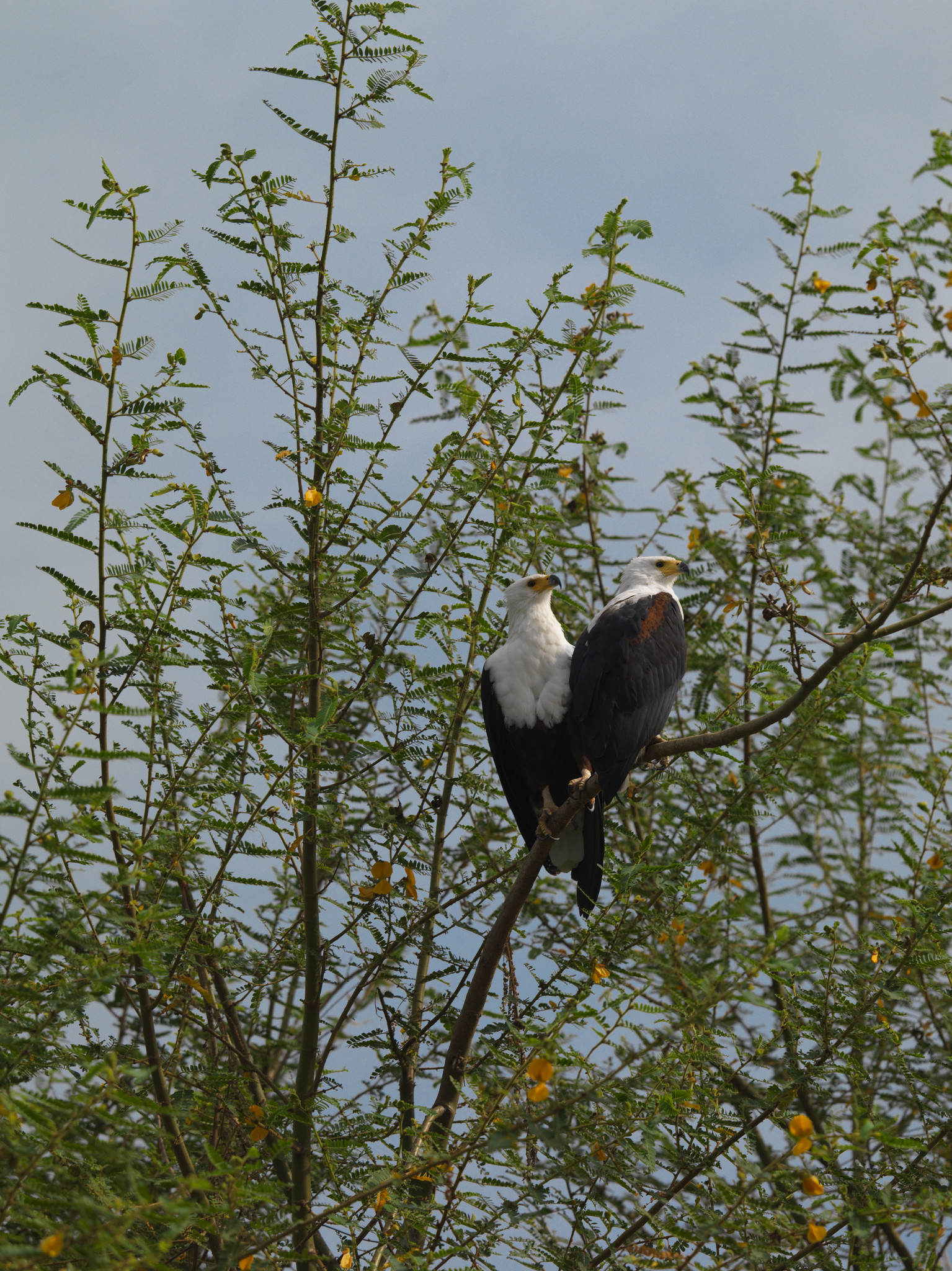 Wildlife in Akagera National Park Rwanda