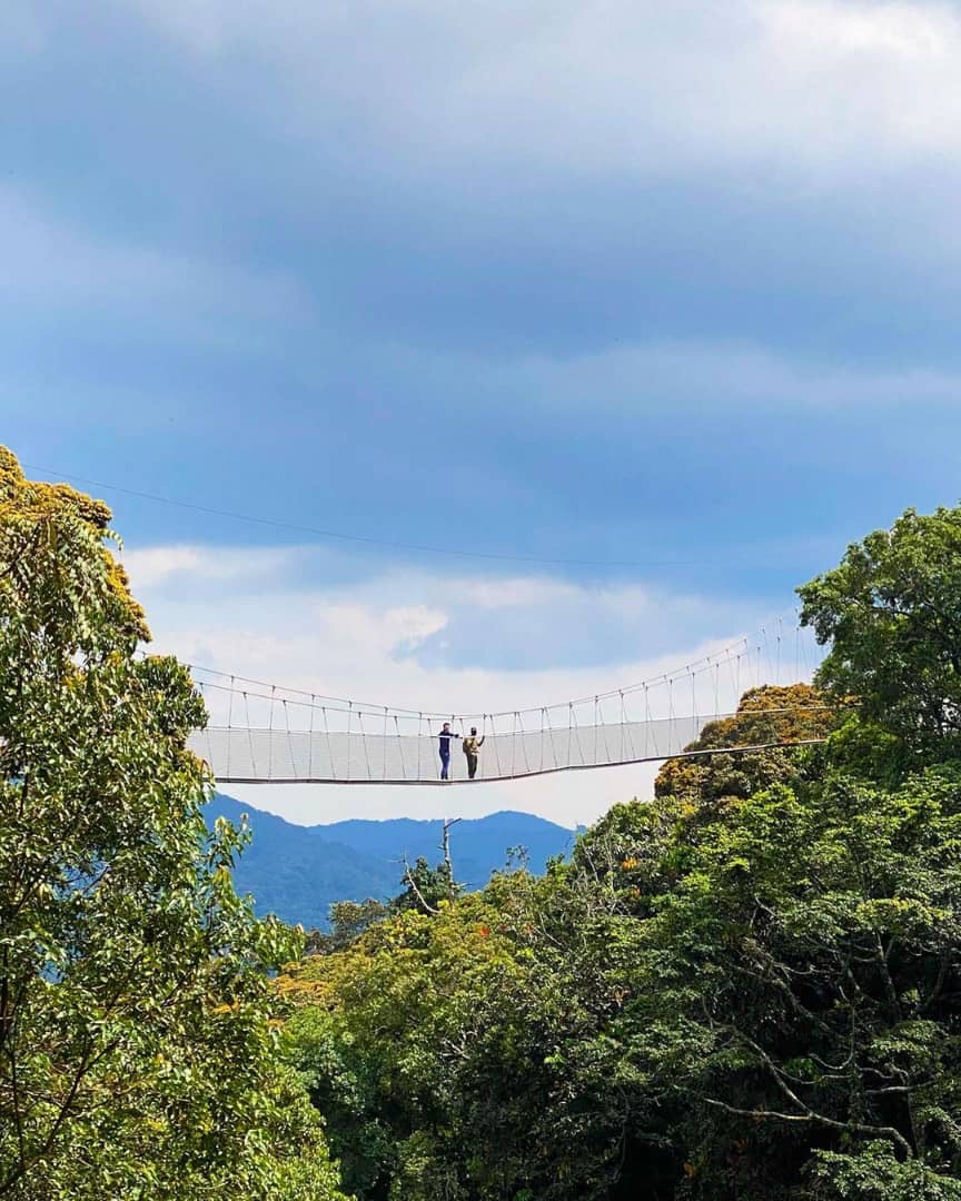 Canopy Walkway in Nyungwe