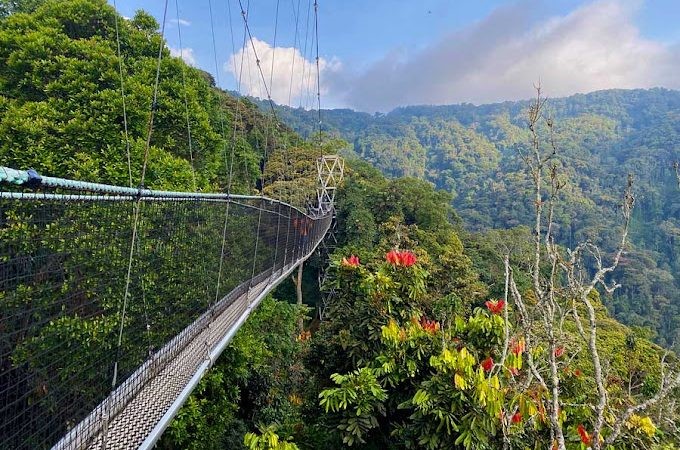 Nyungwe national park Rwanda